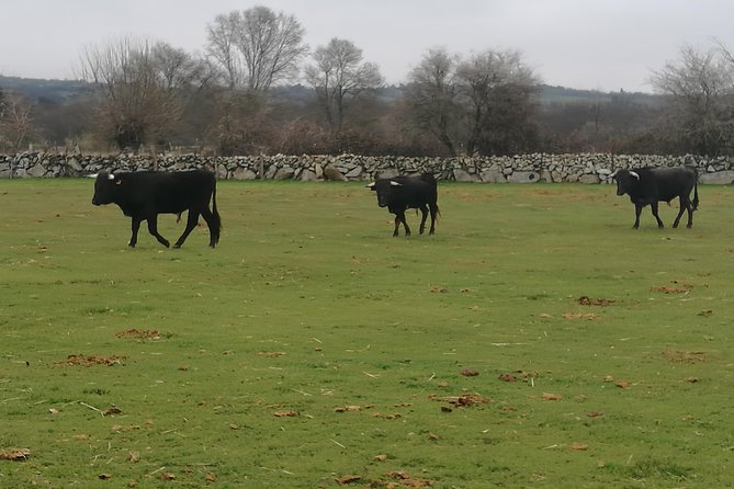Bull Breeding Farm: Guided Half-Day Tour from Seville - Stop 2 in Andalusia: touring the Toros Bravos ranch