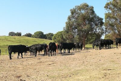Bull Breeding Farm: Guided Half-Day Tour from Seville - The 4-hour rhythm, hotel pickup, and why it matters