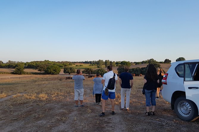 Bull Breeding Farm: Guided Half-Day Tour from Seville - Stop 3 back in Seville: wrap-up and back to town