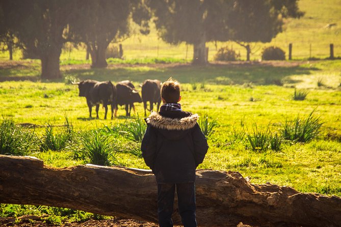 Bull Breeding Farm: Guided Half-Day Tour from Seville - Comfort and group size: what the minivan does for you