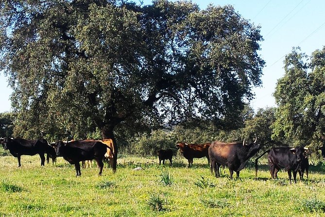Bull Breeding Farm: Guided Half-Day Tour from Seville - English is offered, but Spanish may shape what you hear