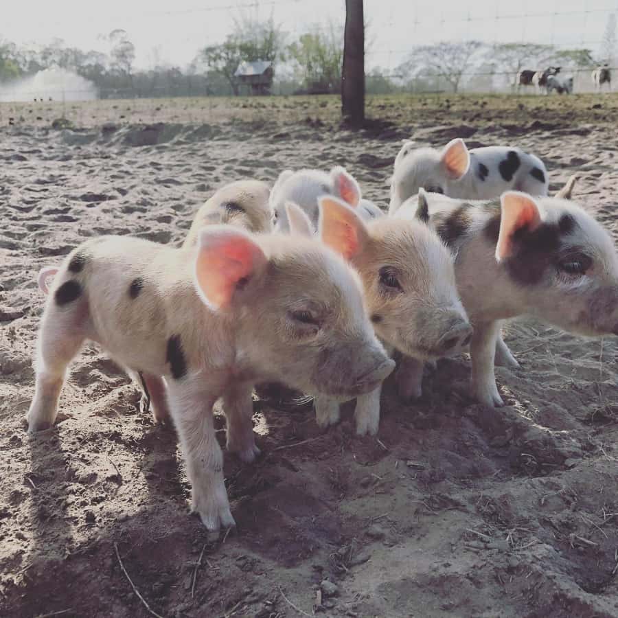 Bundaberg: Family-Friendly Entry Ticket to Splitters Farm - Photographer-Friendly Farm Moments: turning stops into memories