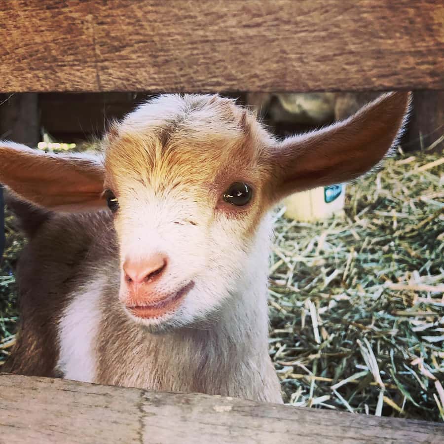 Bundaberg: Family-Friendly Entry Ticket to Splitters Farm - Practical Tips for a Smooth Walk with Kids