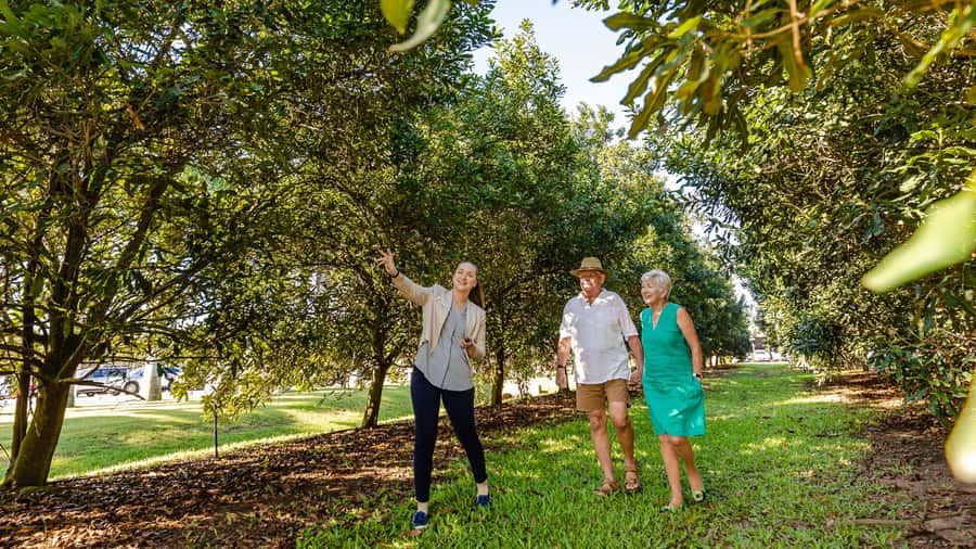 Bundaberg: Macadamia Orchard Tour - The guided route: what happens during the 45-minute tour block
