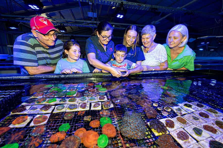 Bundaberg: Monsoon Aquatics Coral Farm Guided Tour - Why This Coral Farm Tour Beats a Standard Reef Visit