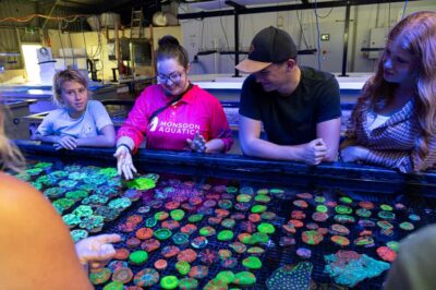 Bundaberg: Monsoon Aquatics Coral Farm Guided Tour - Getting There: Port of Bundaberg, the Veranda Start, and Onsite Parking
