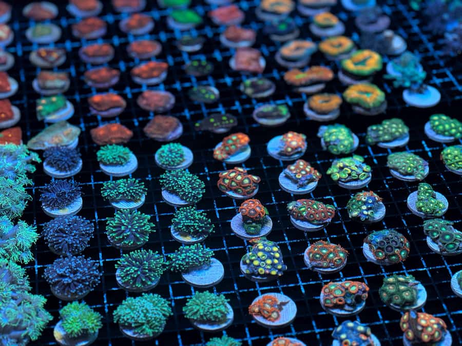 Bundaberg: Monsoon Aquatics Coral Farm Guided Tour - Price and Value: Is $22 Worth It for an Hour?