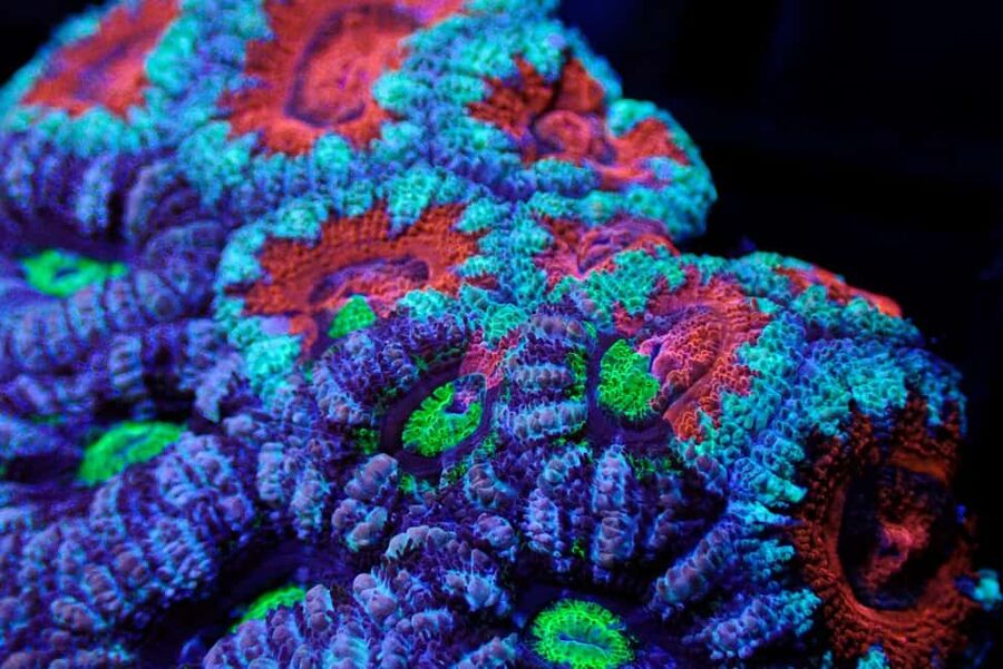 Bundaberg: Monsoon Aquatics Coral Farm Guided Tour - What to Bring (and What Not To): Shoes and Water Rules That Matter