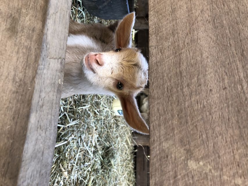 Bundaberg: Splitters Farm Guided Tour - What a $38 Price Buys You (and What It Doesn’t)