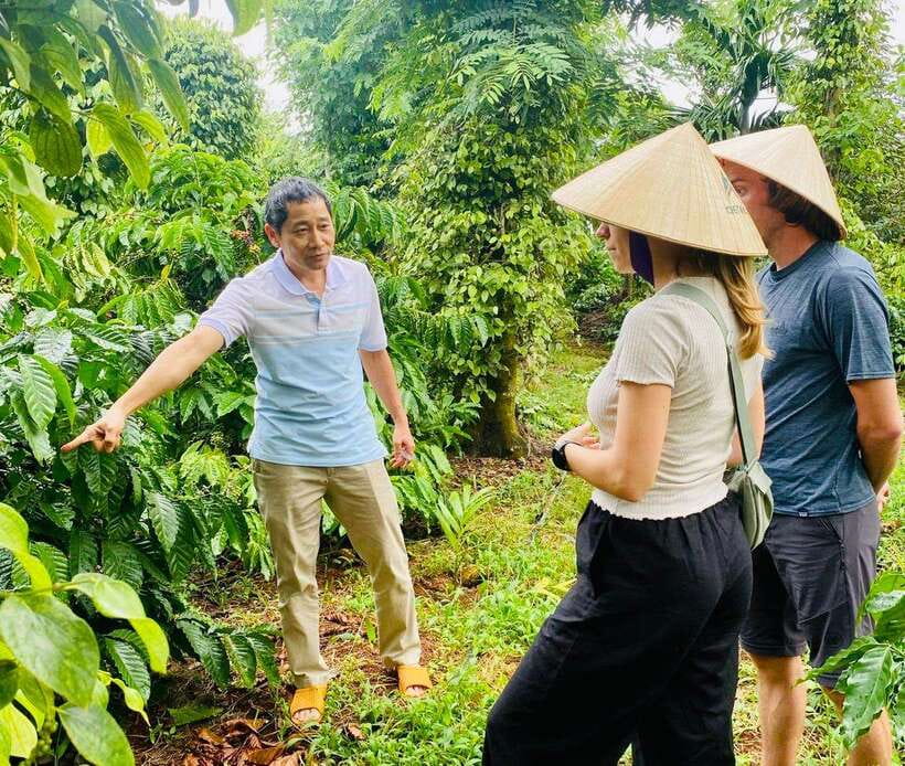 Buon Ma Thuot: Bean to Brew Coffee Farm Tour with Tasting - Coffee Tree Care: Pruning, Fertilizing, Weeding, and the Basin Clean