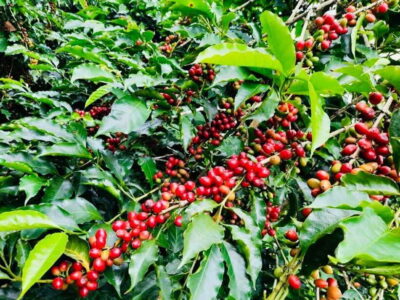 Buon Ma Thuot: Bean to Brew Coffee Farm Tour with Tasting - Walking the Robusta and Arabica Plantation With Expert Guidance