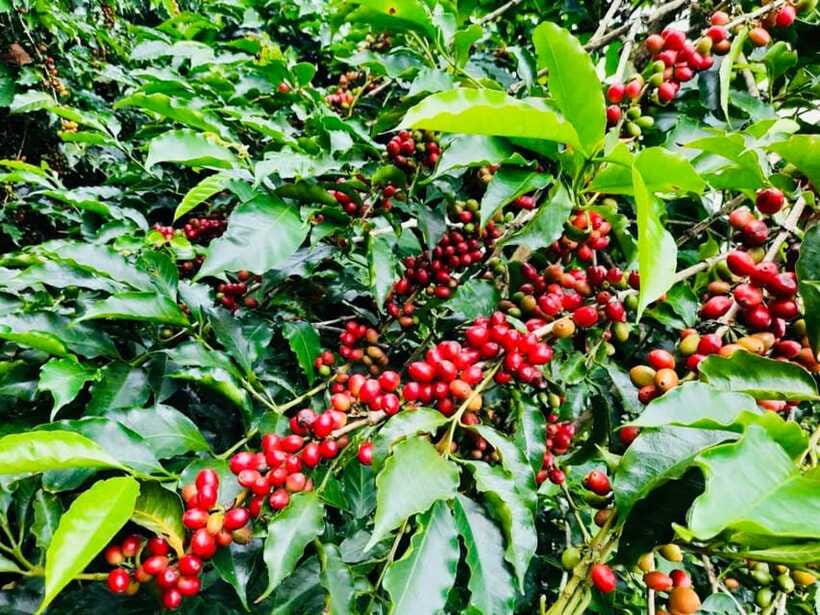 Buon Ma Thuot: Bean to Brew Coffee Farm Tour with Tasting - Wet-Dry Processing: From Coffee Cherries to Specialty Beans