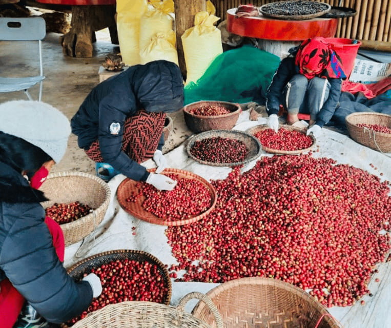Buon Ma Thuot: Bean to Brew Coffee Farm Tour with Tasting - Who This Tour Fits Best