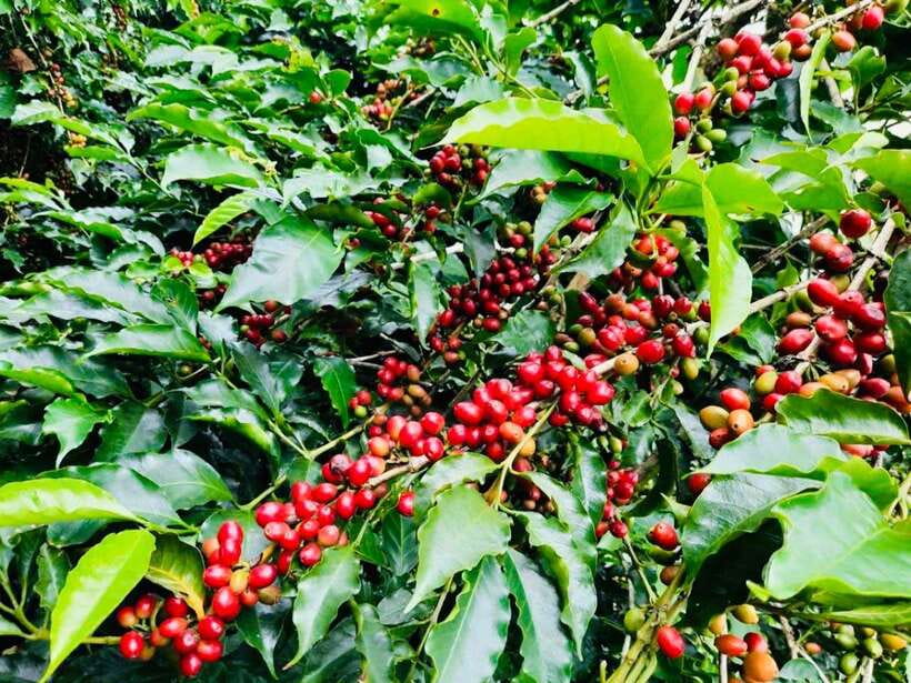 Buon Ma Thuot: Bean to Brew Coffee Farm Tour with Tasting - Walking the Robusta and Arabica Plantation With Expert Guidance