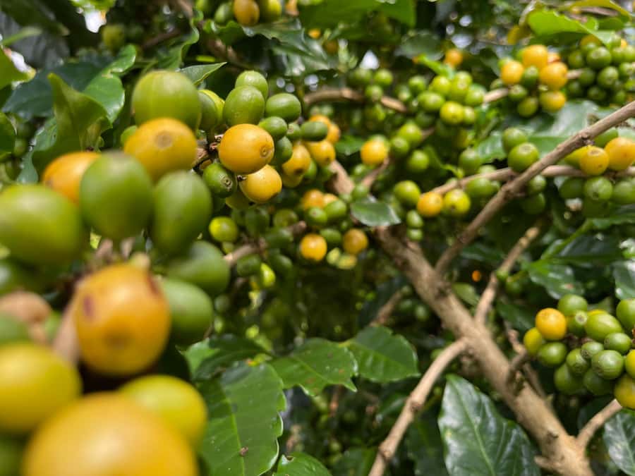 Buon Ma Thuot: Coffee Farm Tour (Bean to Brew) with Pickup - Coffee garden visits: what you’ll actually learn in the fields