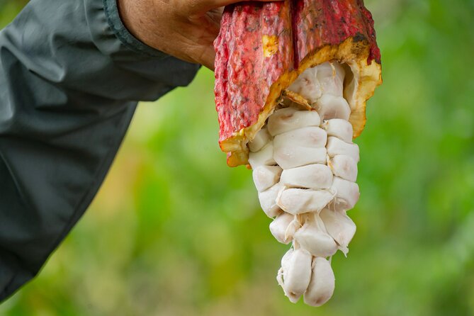 Cacao Farm Excursion Day Trip from Guayaquil - How the 4-hour cacao day trip actually plays out