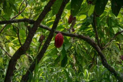 Cacao Farm Excursion Day Trip from Guayaquil - Inside the cacao farm: from seeds to harvest