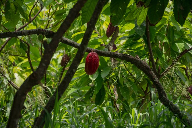Cacao Farm Excursion Day Trip from Guayaquil - Inside the cacao farm: from seeds to harvest