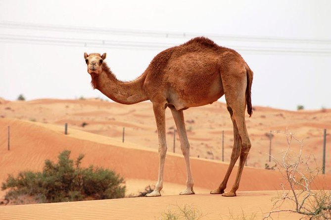 Camel Farm Visit - Dubai UAE - Key Things You’ll Notice on This Camel Farm Trip
