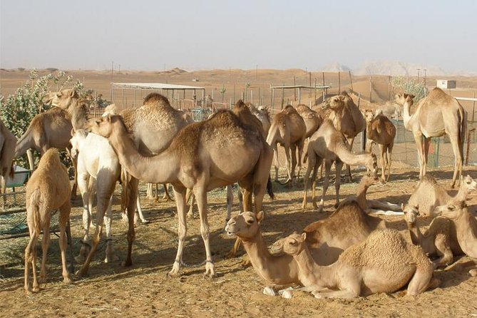 Camel Farm Visit - Dubai UAE - How the 4WD Pickup to Lahbab Works With Your Dubai Time