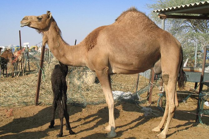 Camel Farm Visit - Dubai UAE - Camel Riding and Photo Sessions: Making the Most of 45 Minutes