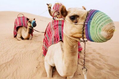 Camel Farm Visit - Dubai UAE - First Stop: The Camel Farm Near Lahbab and Your Real Camel Time