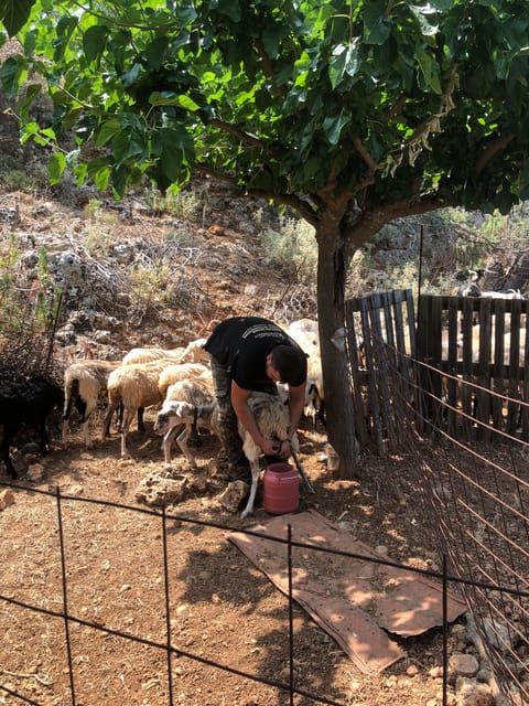 Chania Area: Cooking Class at a Farm in Stylos Village - Picking Ingredients in the Garden: Where Cretan Flavor Really Begins