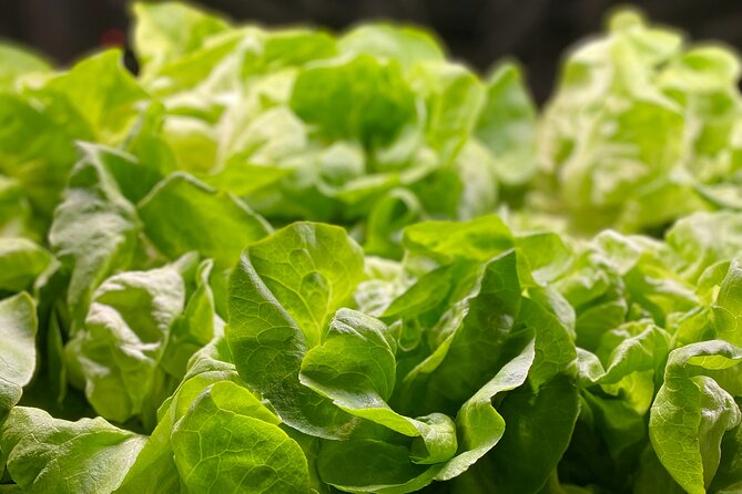 Charleston Farm-to-Table Food Tour and Chef's Challenge - Price and Value: Is $190 Worth It in Charleston?