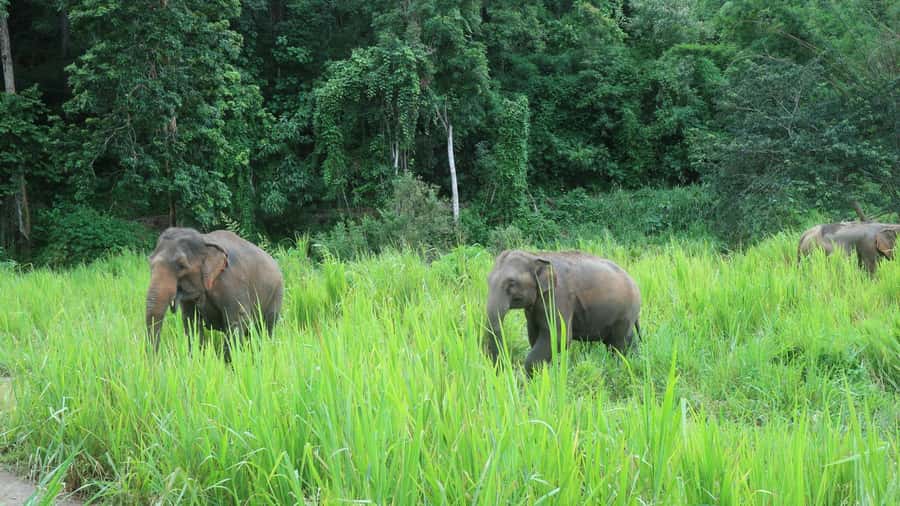 Chiang Mai: 2-Day Jungle Trek with Elephant Farm & Raft Ride - What You’re Really Getting for About $97 Per Person