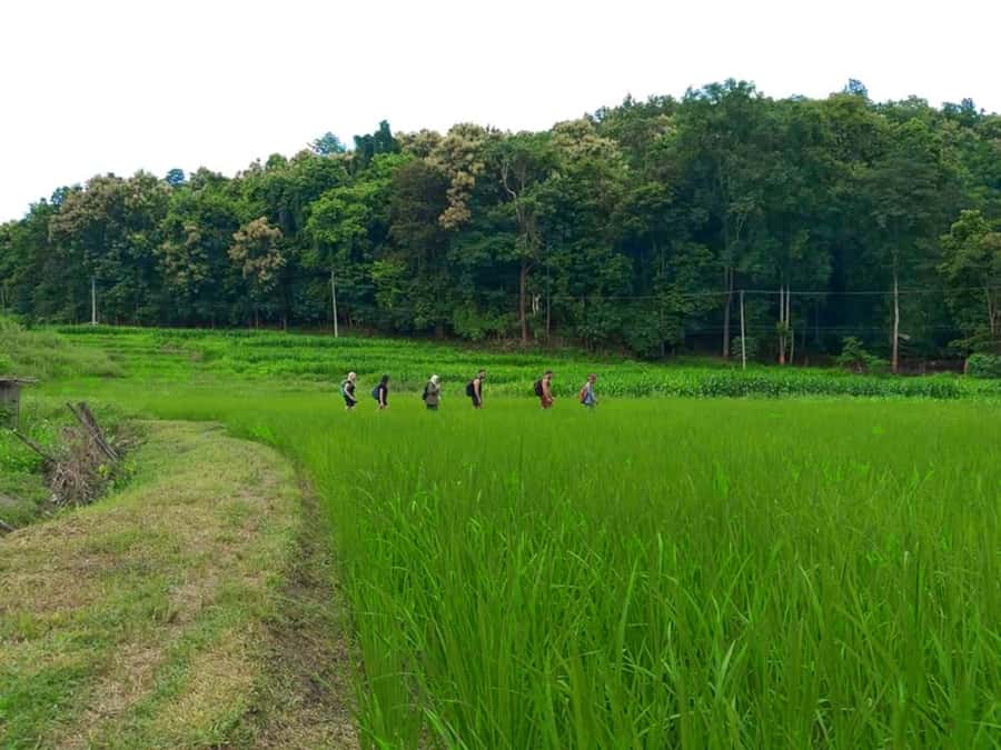 Chiang Mai: 2-Day Jungle Trek with Elephant Farm & Raft Ride - How Hard Is the Trek, Really?
