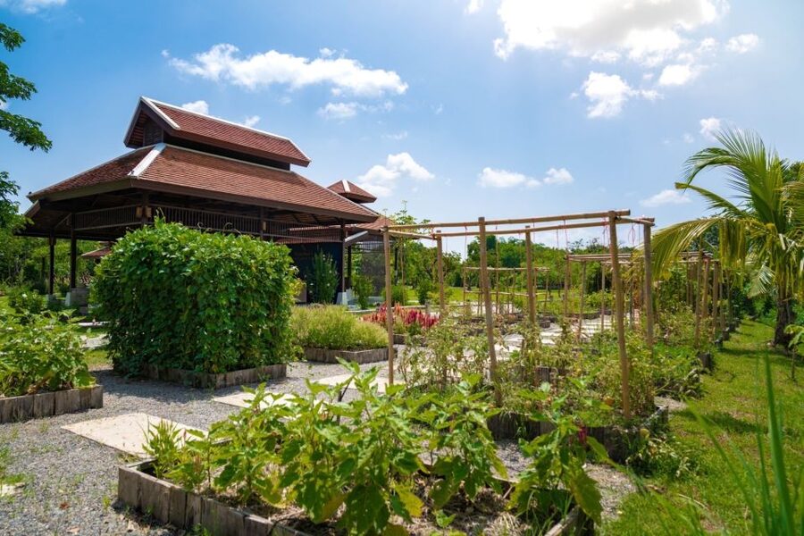 Chiang Mai: Authentic Cooking Class with Market & Farm Visit - Grandma’s organic farm: chickens, eggs, mushrooms, and herb smells