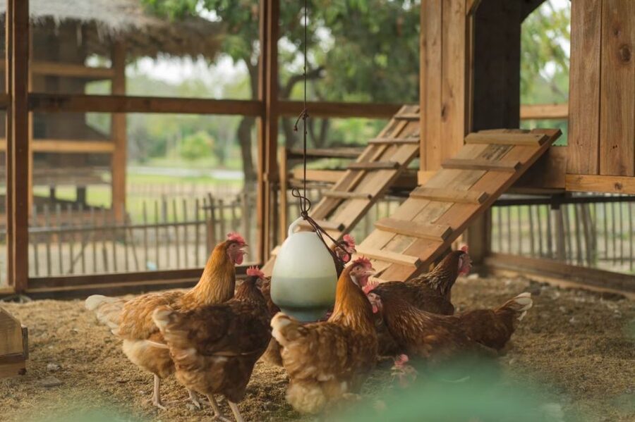 Chiang Mai: Authentic Cooking Class with Market & Farm Visit - Price and value: what $34 gets you here