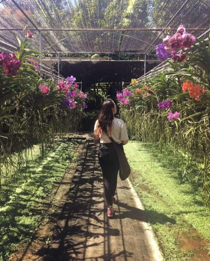 Chiang Mai: Doi Suthep, Orchid Farm and Waterfall with Lunch - Bai Orchid & Butterfly Farm: a sweet break from temples