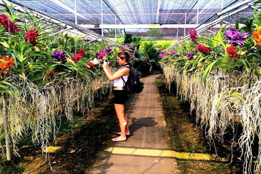Chiang Mai: Doi Suthep, Orchid Farm and Waterfall with Lunch - Lunch in Muang Chiang Mai: refuel without derailing the schedule