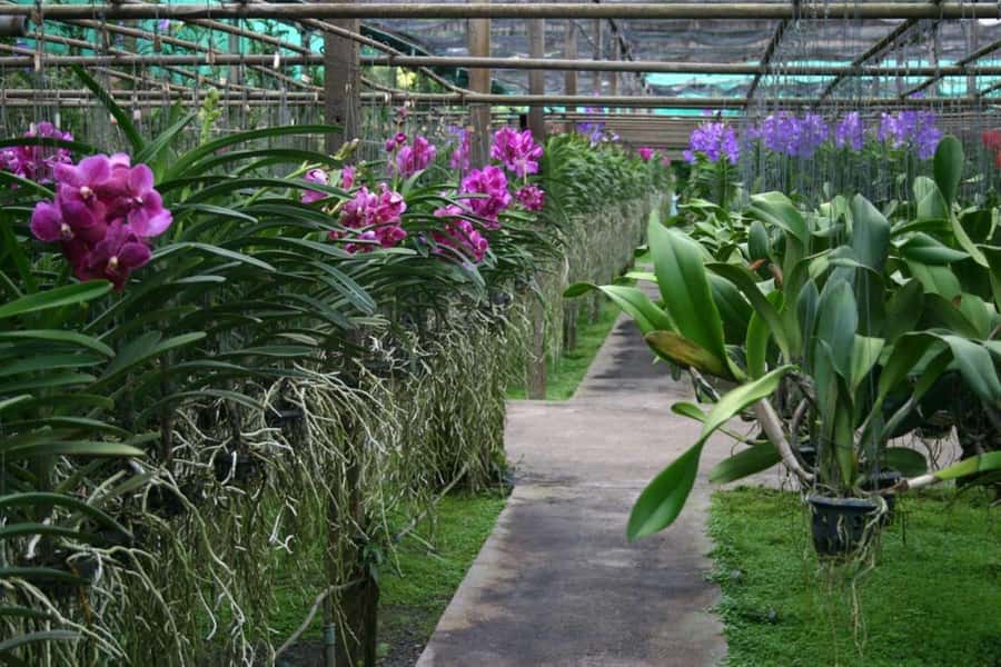 Chiang Mai: Doi Suthep, Orchid Farm and Waterfall with Lunch - Bua Thong Sticky Waterfalls: climbing, swimming, and getting a little brave