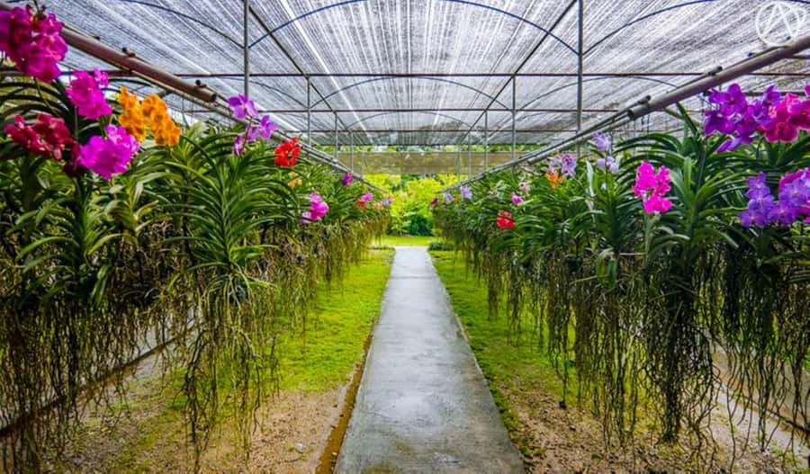 Chiang Mai: Doi Suthep, Orchid Farm and Waterfall with Lunch - Morning pickup and van time in Chiang Mai