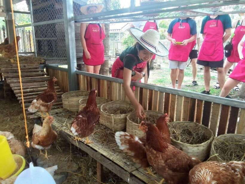 Chiang Mai: Half Day Cooking Class at Organic Farm - From Burger King to Thai flavor basics