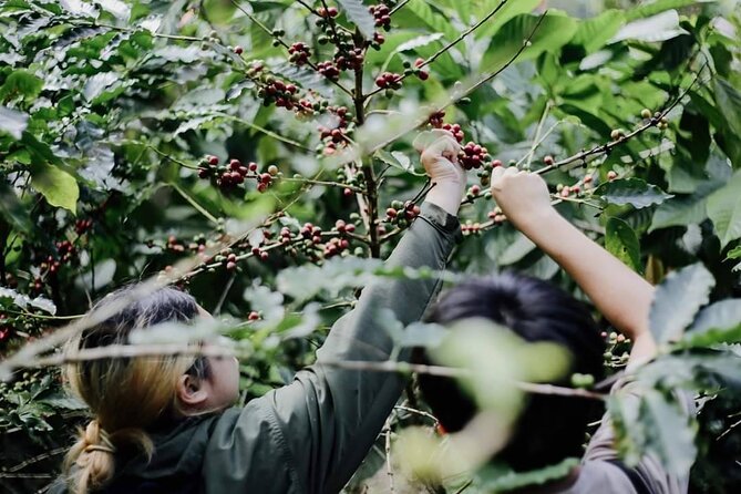 Chiangmai Coffee Farm Tour - Roast-your-own coffee: the hands-on workshop coffee lovers talk about