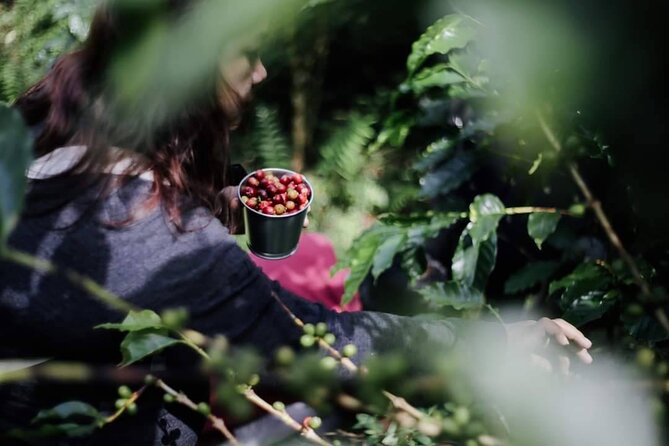 Chiangmai Coffee Farm Tour - Planting coffee trees: a calm ending after a busy, caffeinated morning