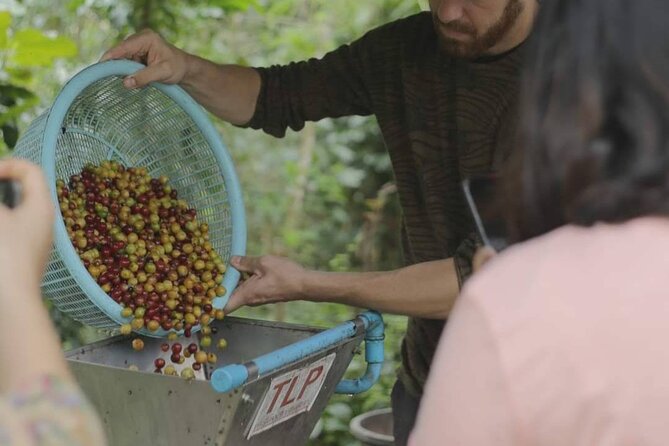 Chiangmai Coffee Farm Tour - Practical tips so the day feels smooth (not chaotic)