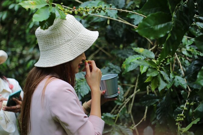 Chiangmai Coffee Farm Tour - Welcome drink first: coffee flower tea and an organic-farm mindset