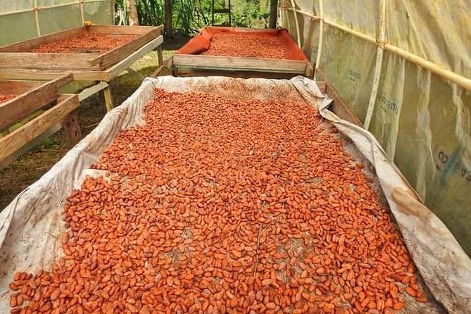 Chocolate and Coffee Tour Farm Don Jorge - Guide energy matters: Fabricio, Alexis, and Gabriel make the process stick