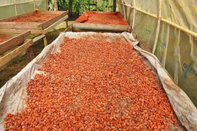 Chocolate and Farm Tour with local Tico family - Where to meet your guide (and how to avoid wasting time)