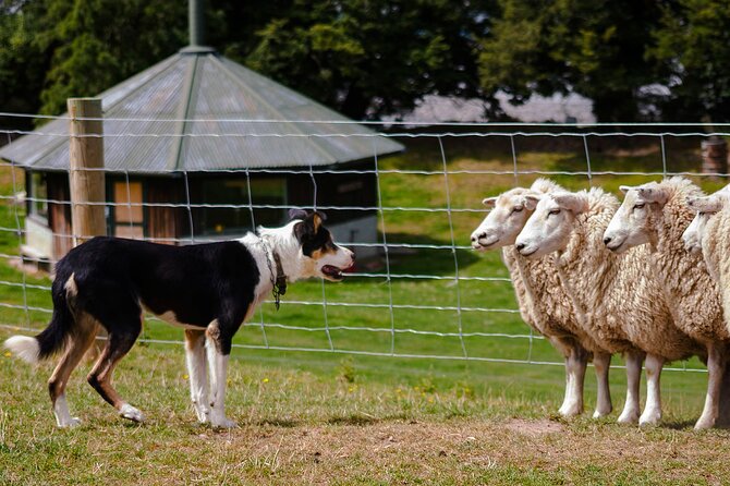 Christchurch Sheep Farm Visit - Key points worth knowing