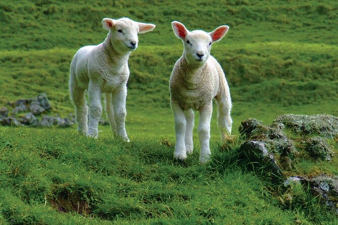 Christchurch Sheep Farm Visit - A Half-Day Christchurch Escape With Pickup and a Simple Plan