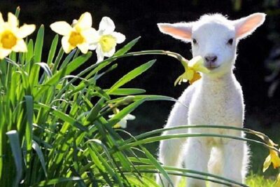 Christchurch Sheep Farm Visit - Toby Hill Farm: Shearing, Mustering, and the Real Rhythm of Wool Work