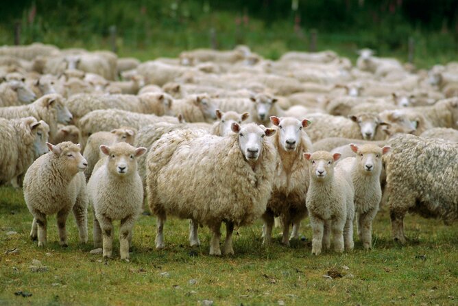 Christchurch Sheep Farm Visit - Price and Value: Why It Costs What It Costs