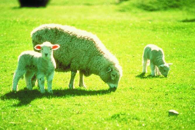 Christchurch Sheep Farm Visit - Who This Tour Suits Best (and Who Might Want to Rethink It)