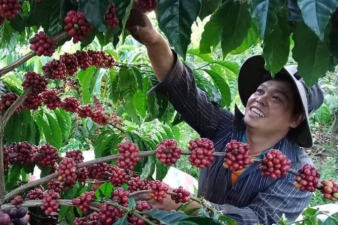 Coffee & Culture Experience _From Farm to Cup by Elon Farm - Key highlights worth planning for