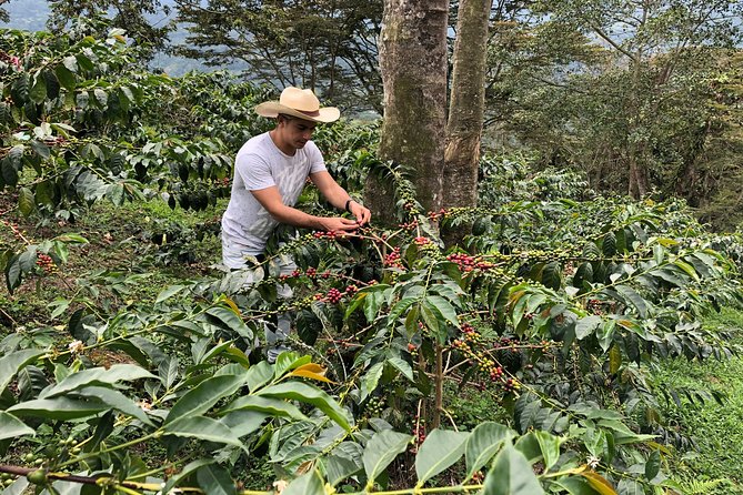 Coffee Farm and Salento Walking Tour - Luger Coffee Farm: what you actually do, not just watch